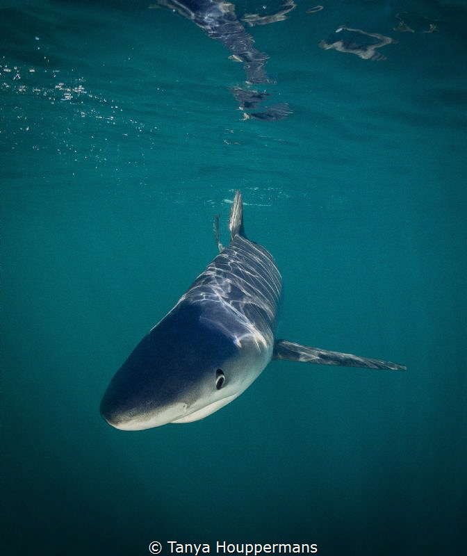 Blue Reflections
A curious blue shark glides just below ... by Tanya Houppermans 