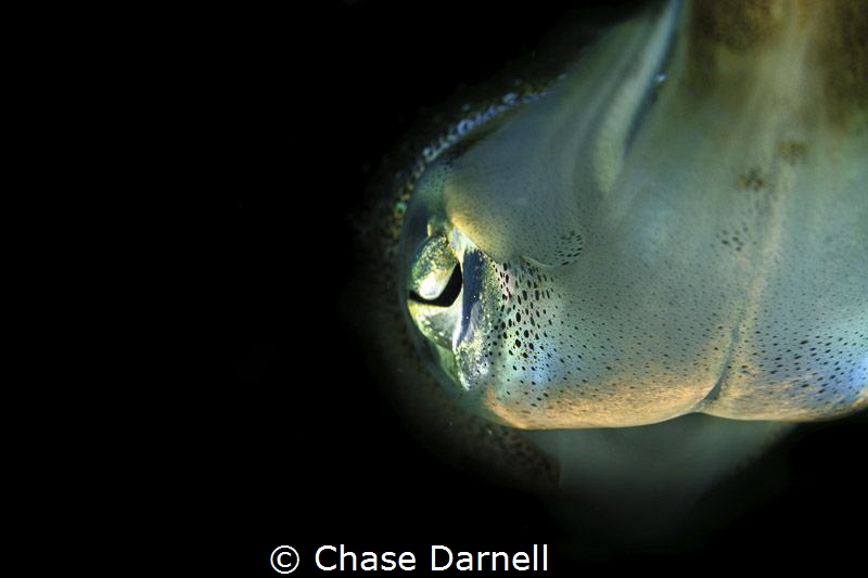 "Eye See the Light"

Reef Squid, Grand Cayman by Chase Darnell 