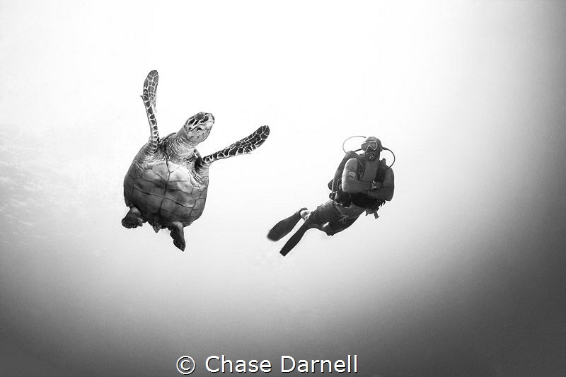 "Highlights" 

Hawksbill and Diver, Grand Cayman
 by Chase Darnell 