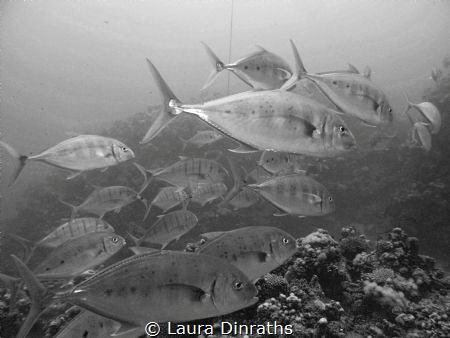 Giant trevallies hunting over a reef - black and white by Laura Dinraths 