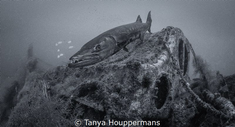 Guardian of the Wreck
A barracuda hovers on the wreck of... by Tanya Houppermans 