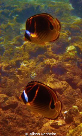 Raccoon Butterfly fish- I think they are sleeping. by Alison Ranheim 