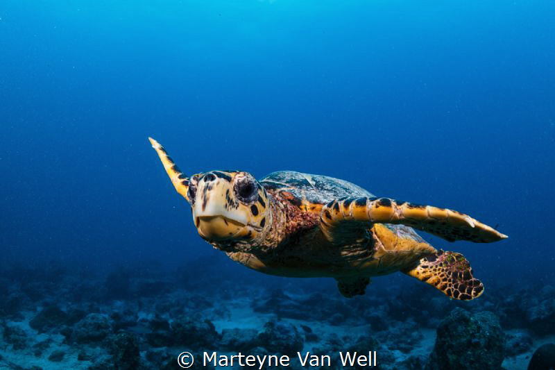 Curious hawksbill turtle by Marteyne Van Well 