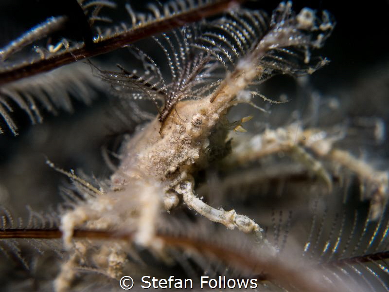 Just Blendin' ... Hydroid Crab - Hyastenus sp. Chaloklum,... by Stefan Follows 