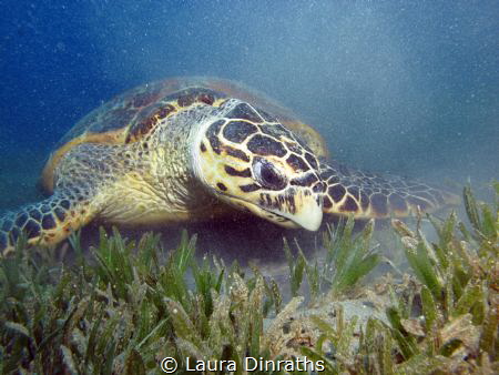 Male Hawksbill turtle looking for some food inside a car ... by Laura Dinraths 