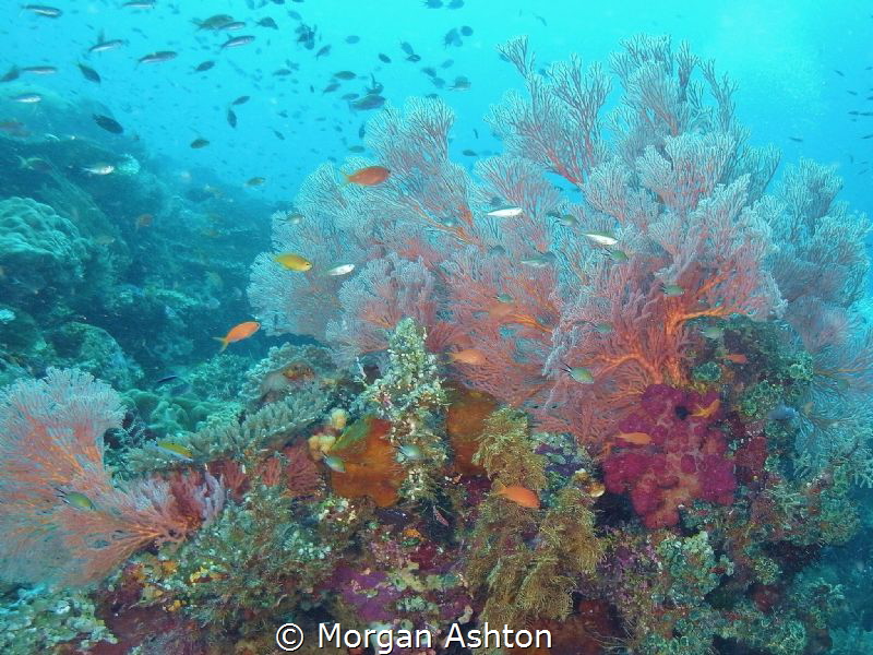Soft Coral in Raja Ampat by Morgan Ashton 