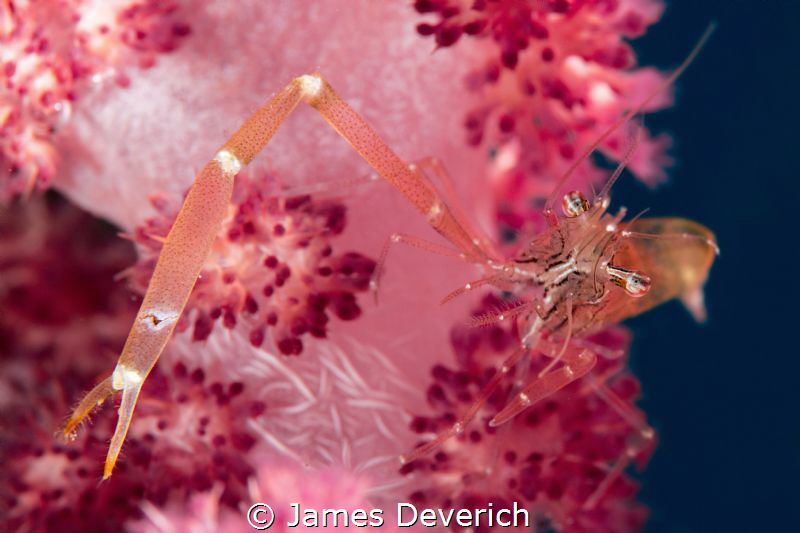 Not left handed / Cleaner Shrimp on soft coral. by James Deverich 