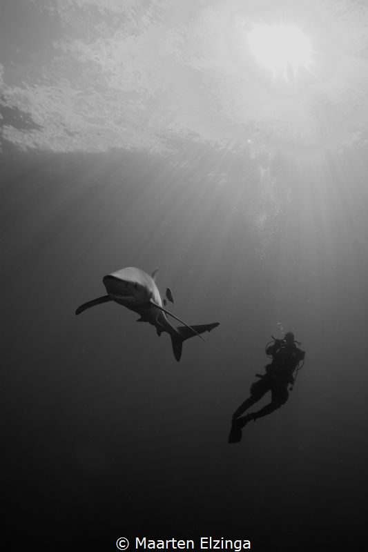 Shark dive @ Pico, Açores by Maarten Elzinga 