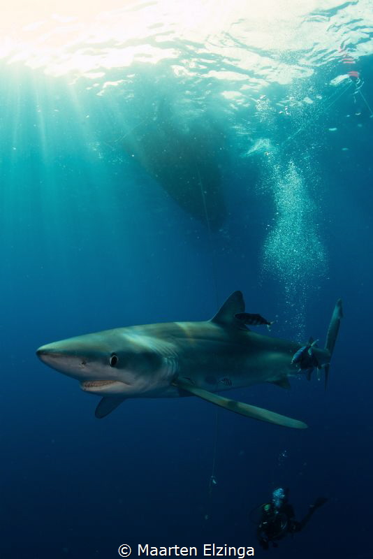 Shark dive @ Pico, Azores by Maarten Elzinga 