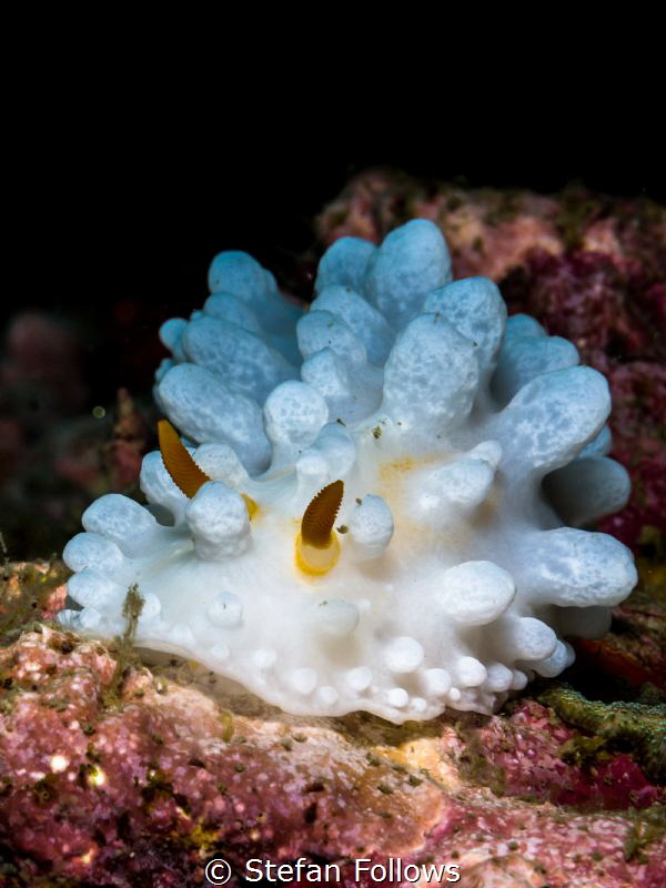 Scrambled ... ! Wart Slug - Phyllidia sp. Ang Thong, Gulf... by Stefan Follows 