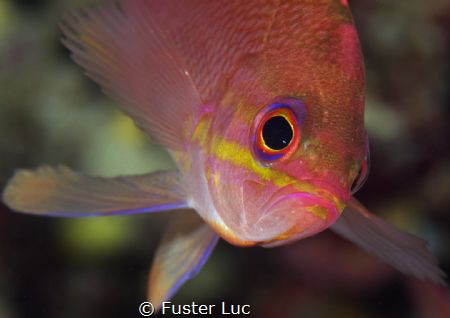The Anthias, amazing little fish, flutting as a fairy…in ... by Fuster Luc 