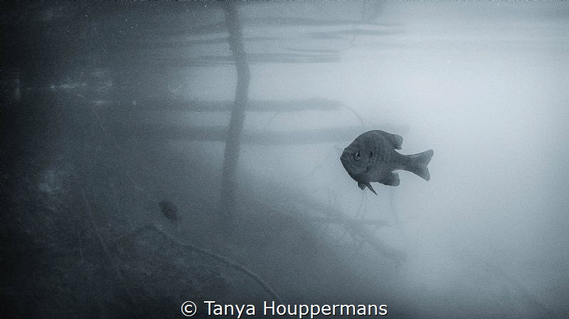 Little Fish, Big Pond
A bluegill bass in the Rappahannoc... by Tanya Houppermans 