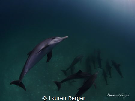 "The Pod"…While freediving in the Bahamas, I was lucky en... by Lauren Berger 