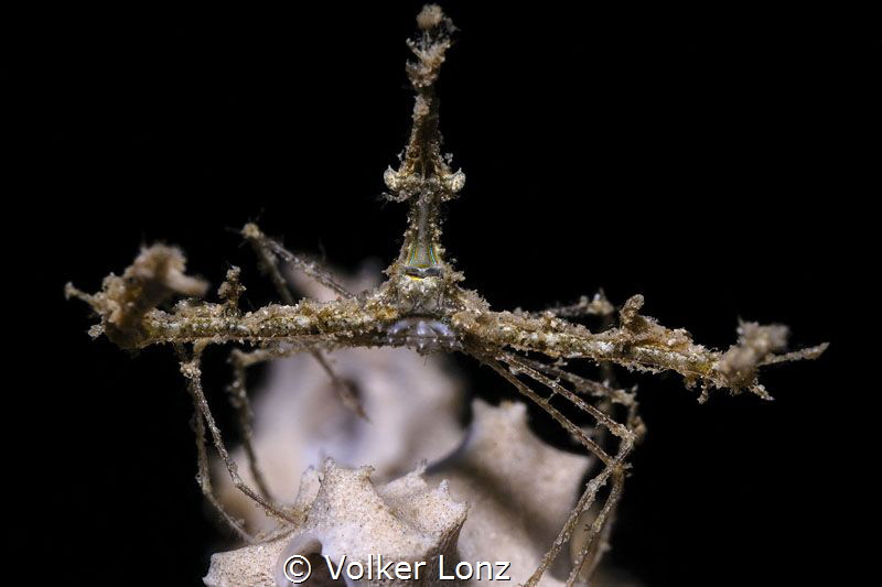 Spidercrab on the top of a sponge by Volker Lonz 
