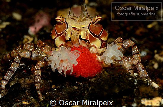 boxing crab ... with eggs by Oscar Miralpeix 