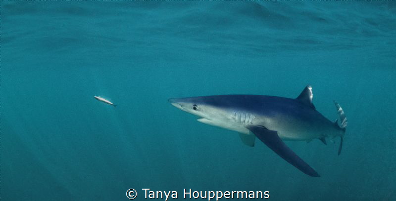 Target Acquired
A blue shark off the coast of Rhode Isla... by Tanya Houppermans 