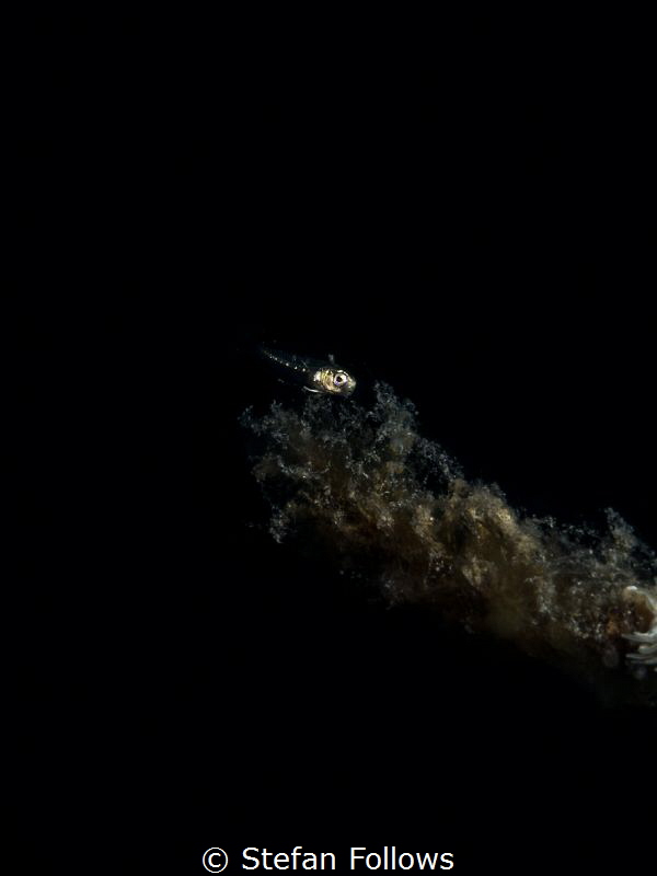 Invisible ... Unknown ID (very small juvenile fish!). Ang... by Stefan Follows 