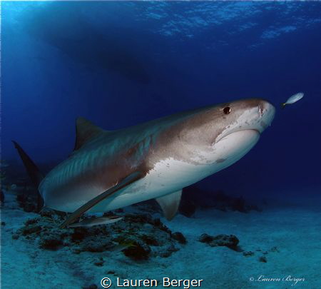 "Elegant Predator"
Emma Tiger shark (Galeocerdo curvier)... by Lauren Berger 