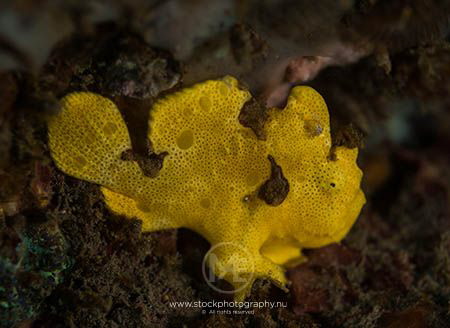 Baby painted frogfish, yellow phase. by Arno Enzo 