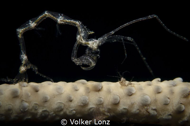 Skeleton shrimp by Volker Lonz 