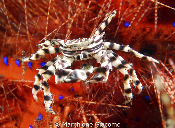 Zebra crab, Lembeh straith
Nikon D200; 60 macro
Seacam ... by Marchione Giacomo 