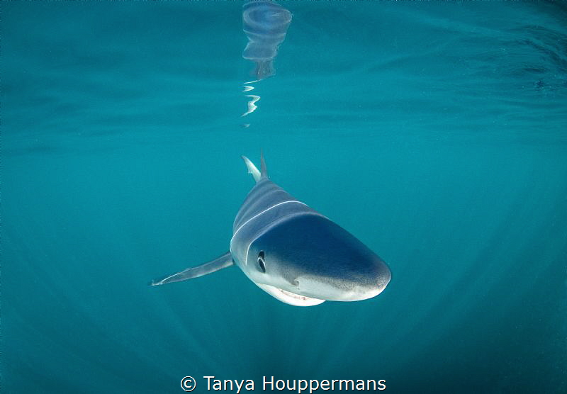 Ready For My Close Up
Blue shark off the coast of Rhode ... by Tanya Houppermans 