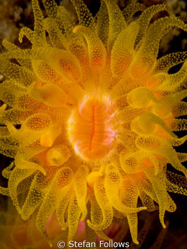KA-POW! ... Orange Cup Coral - Tubastraea coccinea. Ang T... by Stefan Follows 