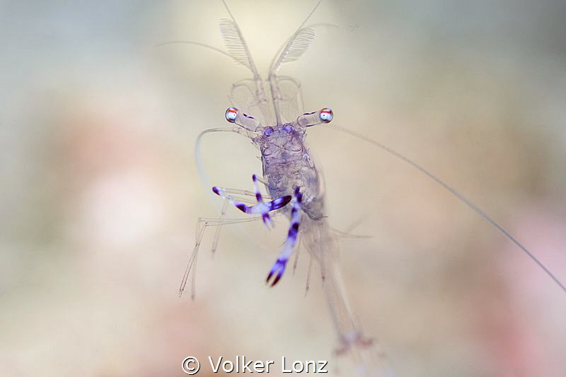 Free swimming shrimp by Volker Lonz 