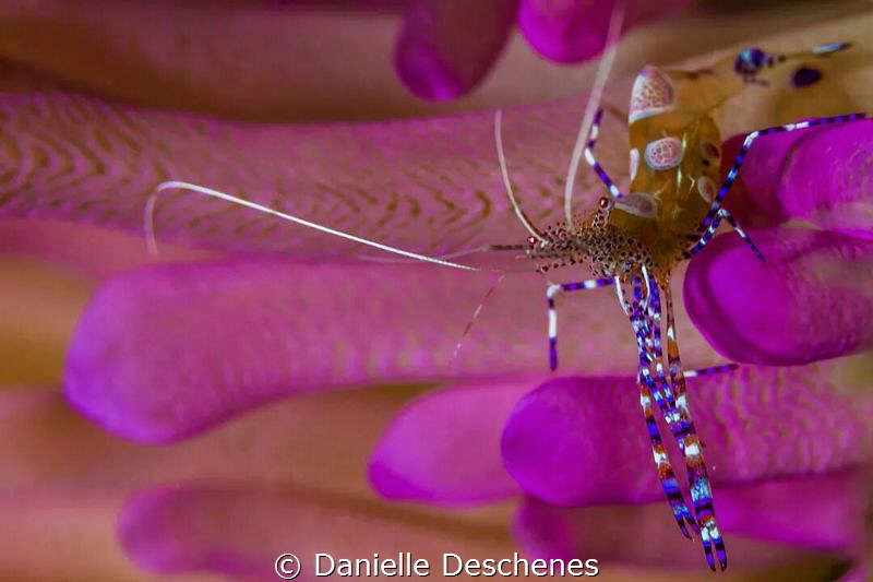 Cleaner shrimp on pink tip anemone by Danielle Deschenes 