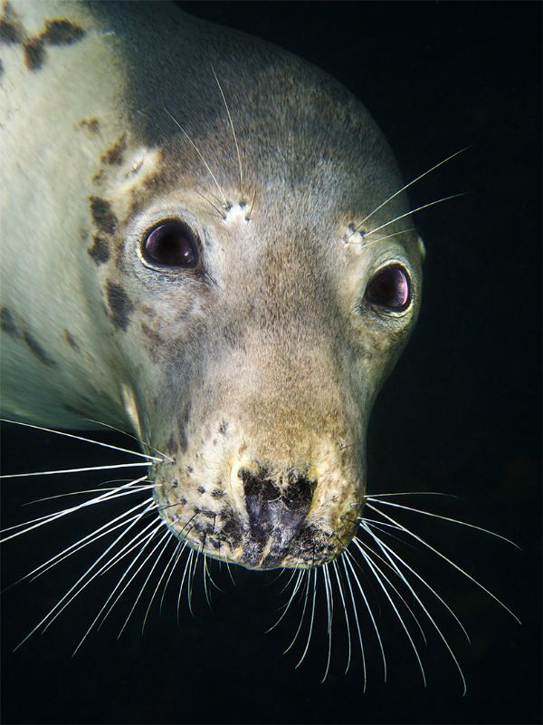 Seal portrait by Paul Colley 