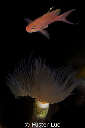 double exposure: the anthias and the serpulid worm by Fuster Luc 