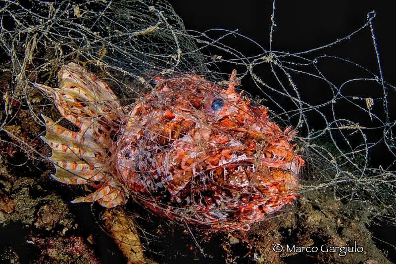 Scorpaena died in an abandoned fishing net by Marco Gargiulo 