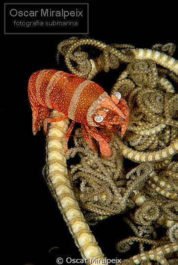 basketstar shrimp by Oscar Miralpeix 