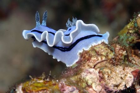 Nudibranch on sponge. EOS 10D with Sea & Sea housing and ... by Simon Trickett 