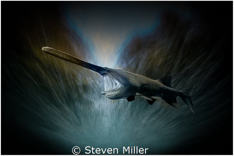 Paddlefish #2 with 4 second shutter composite by Steven Miller 