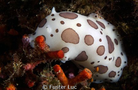 The doris dalmatian can not be confused with any other sp... by Fuster Luc 