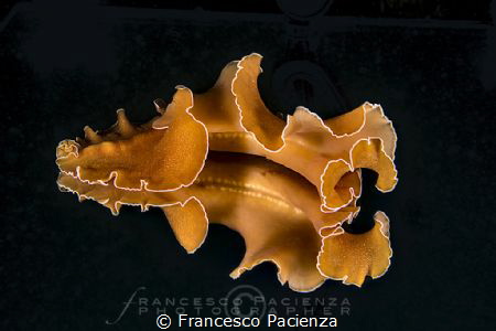 [:b:]Flatworm[:/b:] - Yungia auriantica by Francesco Pacienza 