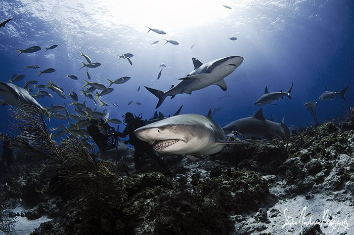 The sharks arrive for a great day of interaction at Tiger... by Steven Anderson 
