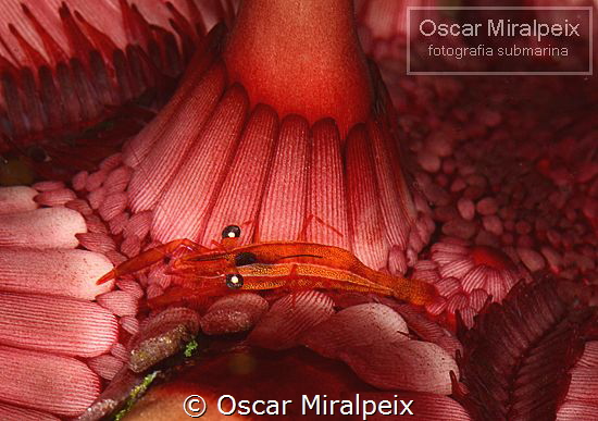 urchin shrimp by Oscar Miralpeix 