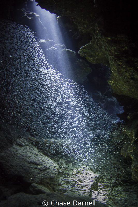 "Illuminate" 
A blanket of Silversides is illuminated by... by Chase Darnell 