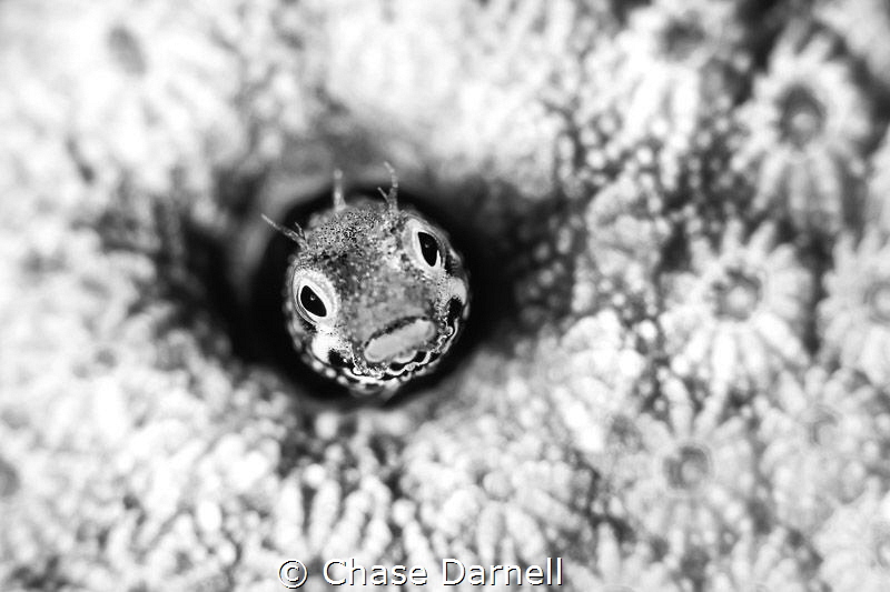 "Stand Strong" 
Secretary Blenny popping out to say hello! by Chase Darnell 