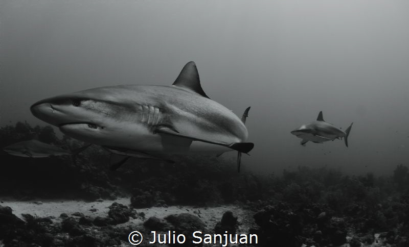 sharks in cara a cara dive site by Julio Sanjuan 