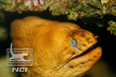 moray eel under ledge checking me out
eos 5 canon ikelit... by Justin Bauer 