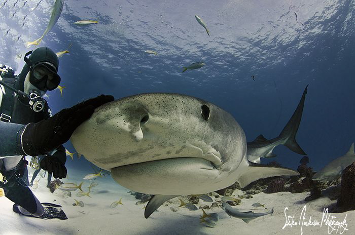 Emma the world famous Tiger Shark visits for some love an... by Steven Anderson 