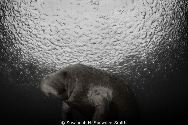 "Manatee On The Moon"
While photographing manatees, rain... by Susannah H. Snowden-Smith 