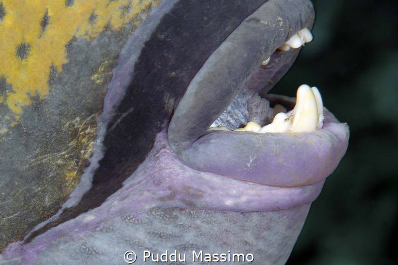 Teeth by Puddu Massimo 