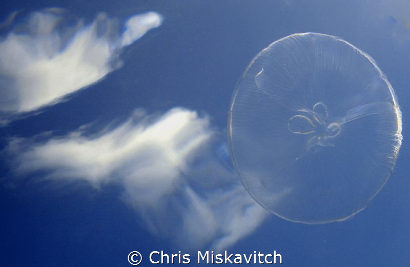 taking the picture of a moon jelly on assent in Bermuda I... by Chris Miskavitch 