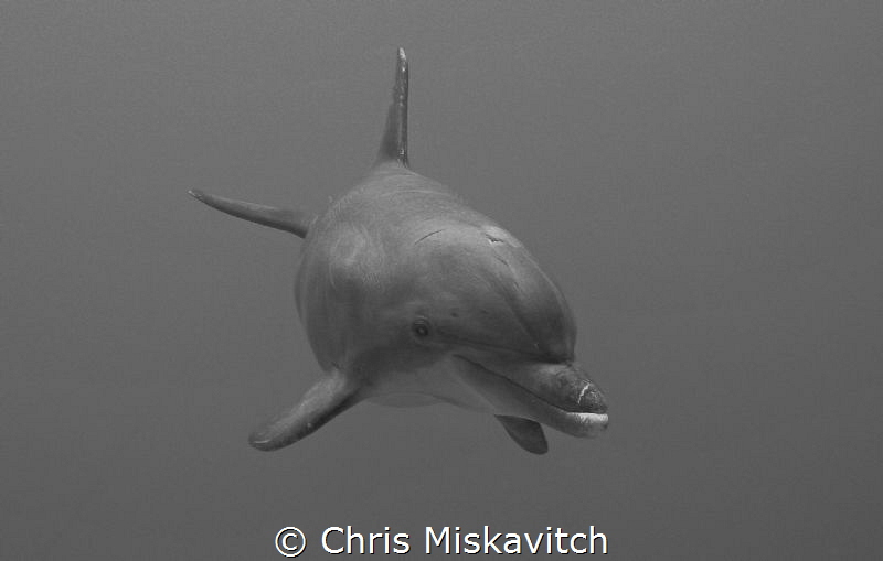 Dolphin Drive-by by Chris Miskavitch 