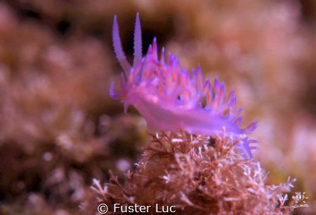 Flabellina affinis, one of the more common tiny eolidian ... by Fuster Luc 
