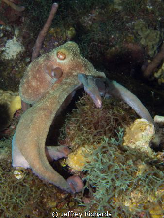 This octopus was just cruising the reef hunting when I ca... by Jeffrey Richards 